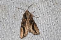 Egira conspicillaris