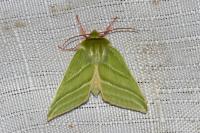 Pseudoips prasinanus