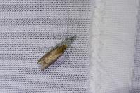 Cauchas rufimitrella