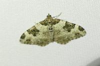 Xanthorhoe fluctuata