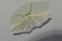 Idaea subsericeata