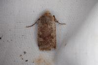 Conistra erythrocephala