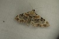 Eupithecia pulchellata