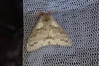 Calliteara pudibunda