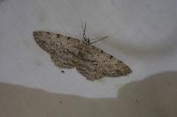 Hypomecis punctinalis