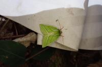 Pseudoips prasinanus