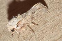 Egira conspicillaris