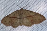 Cyclophora punctaria