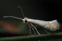 Phyllonorycter harrisella