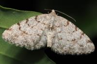 Aethalura punctulata