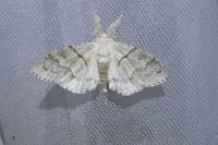 Calliteara pudibunda