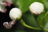 Coleophora anatipennella