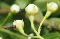 Coleophora anatipennella
