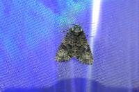 Craniophora ligustri