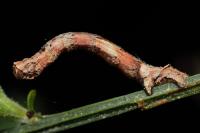 Crocallis dardoinaria