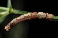 Crocallis dardoinaria