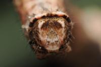 Crocallis dardoinaria