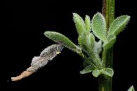 Coleophora calycotomella