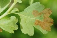 Coleophora hemerobiella