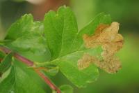 Coleophora hemerobiella