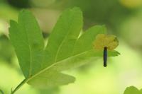 Coleophora hemerobiella