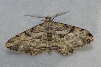 Peribatodes rhomboidaria