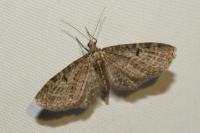 Eupithecia virgaureata