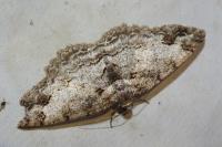 Paradarisa consonaria