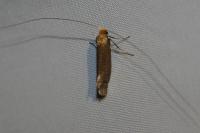 Nematopogon adansoniella