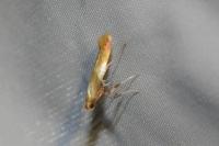 Caloptilia robustella