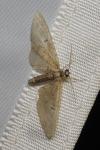 Eupithecia abbreviata