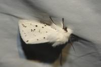Spilosoma lubricipeda