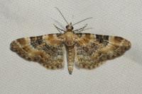 Eupithecia pulchellata