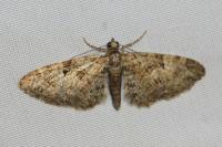 Eupithecia dodoneata