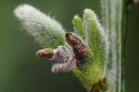 Coleophora saturatella