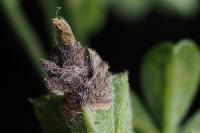 Coleophora saturatella