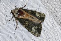 Craniophora ligustri