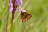 Euclidia glyphica