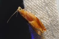 Ancylis mitterbacheriana