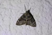 Thera britannica/obeliscata/variata
