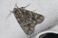 Acronicta rumicis
