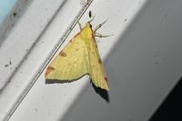 Opisthograptis luteolata