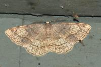 Stegania trimaculata