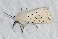 Spilosoma lubricipeda