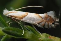 Phyllonorycter roboris