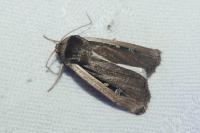 Ochropleura leucogaster
