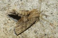 Pterostoma palpina
