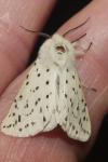 Spilosoma lubricipeda