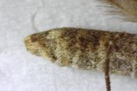 Aplocera efformata
