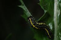 Orthosia miniosa